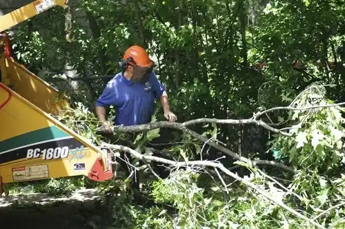 tree services Cannon Ball